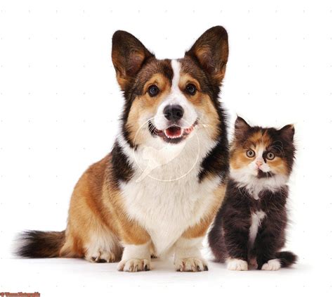 Uk Pembrokeshire Welsh Corgi And Tortoiseshell