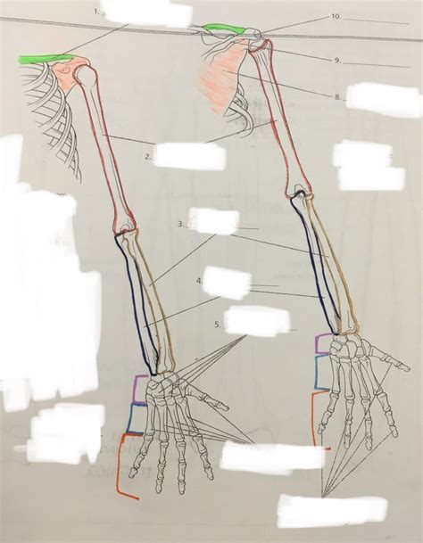 Bones Of The Upper Limb Diagram 1 Diagram Quizlet