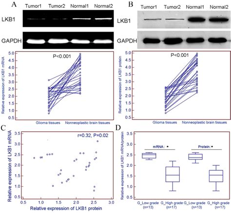 Downregulation Of Lkb1 Promotes Tumor Progression And Predicts