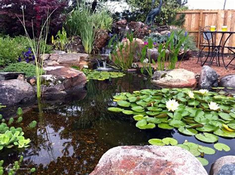 Pond Maintenance Tips Pond Filtration Aquatic Plants