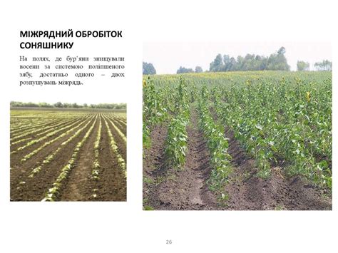 Технологія вирощування соняшника - презентация онлайн