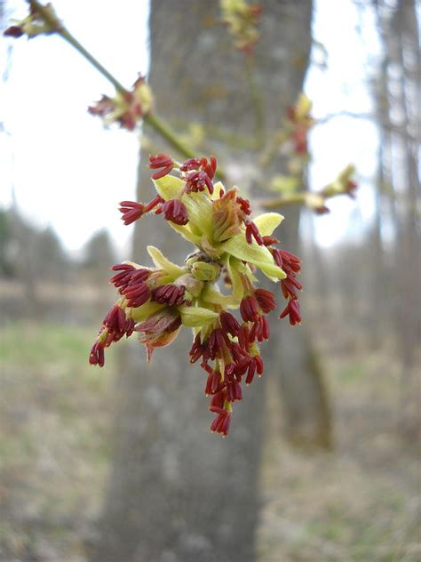 Boxelder Tree Flowers Photograph by Kent Lorentzen | Pixels