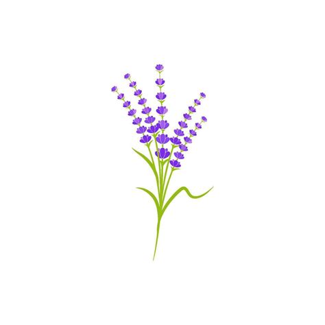 Lavender Flower Vector Icon Illustration 35746646 Vector Art At Vecteezy