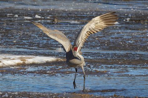 Richard Imes - Platte River Sandhill Cranes