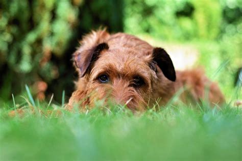 Terrier C Mo Es Su Car Cter Y Perros Con Temperamento