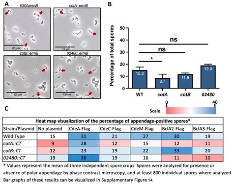 Microorganisms Free Full Text Role Of The Spore Coat Proteins Cota