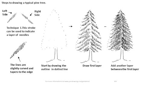 Realistic Pine Tree Drawing