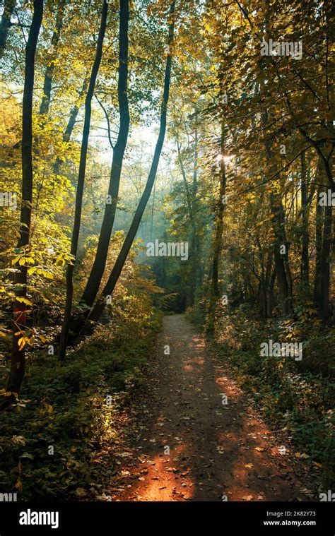 Colorful Autumn Forest Path With Leaves Beautiful Fall Scenery Stock