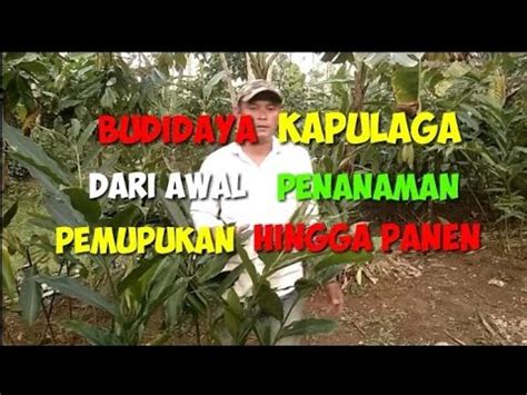 Cara Budidaya Kapulaga Dari Awal Penanaman Hingga Panen Youtube