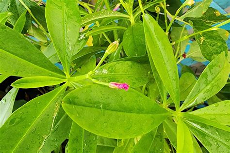 15 Facts About Surinam Spinach - OhMyFacts