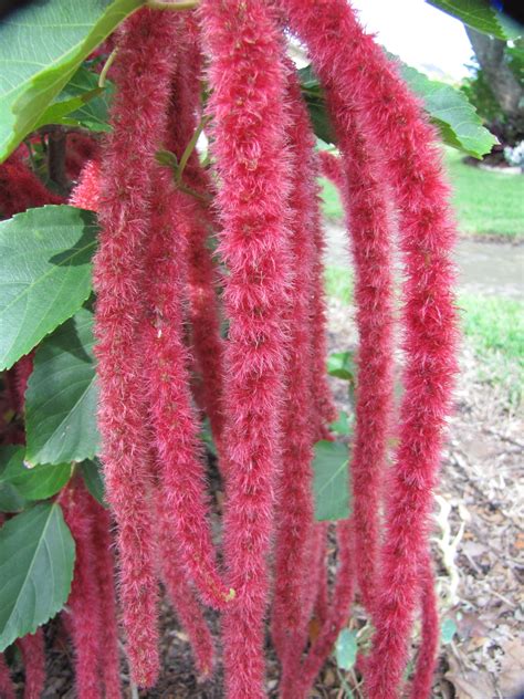 Red Amaranth Flowers in Florida