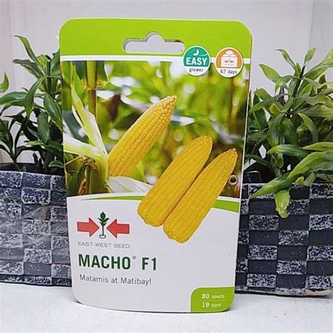 Macho F Sweet Corn Japanese Corn East West Seed Seeds Shopee