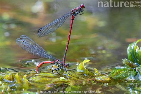 Stock Photo Of Large Red Damselfly Pyrrhosoma Nymphula Pair In Tandem