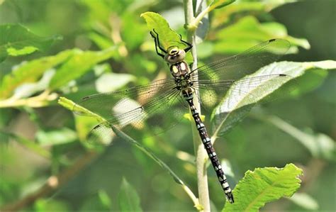 Southern Hawker Immature Male Aeshna Cyanea An Immatur Flickr