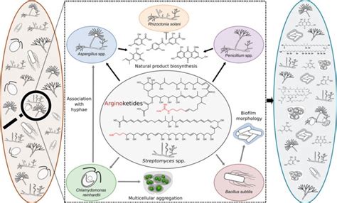 How Streptomyces bacteria produce signaling molecules, a mechanism of ...