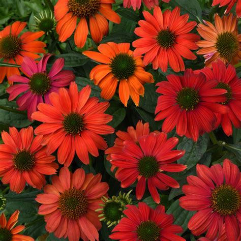 Tandm Echinacea Artisan Red Ombre Garden Flowering Hardy Perennial 10