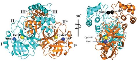 Crystal Structure Of Sars Cov Main Protease Provides A Basis For