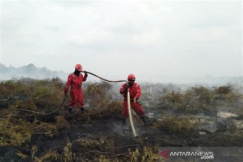 Lahan Gambut Rimbo Panjang Riau Terbakar Tim Berjibaku Memadamkan