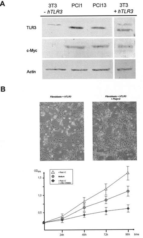 Expression Of Human Tlr In Nih T Fibroblasts A Heterologous