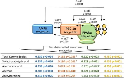 AMPK PPARα PGC1α and lipid catabolism The figure presents the