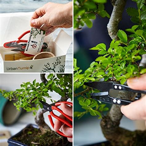 Bonsai Tree Kit Grow Your Own Bonsai Trees From Seeds Gardening T