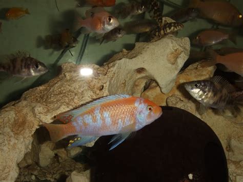 Albino Red Zebra Cichlid