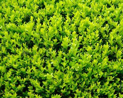 Buxus Microphylla Var Koreana GardensOnline