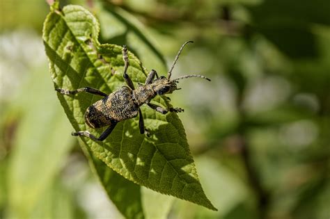 Black Spotted Longhorn Beetle Free Photo On Pixabay Pixabay