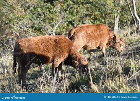 Limousine Cow Grazing in the Mountains Stock Photo - Image of meat ...