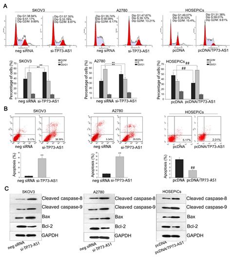 Lncrna Tp73‑as1 Predicts Poor Prognosis And Promotes Cell Proliferation