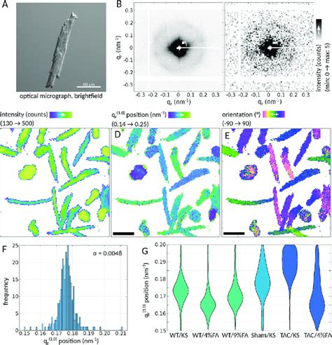 X Ray Structure Analysis On Isolated Adult Cardiomyocytes A Optical