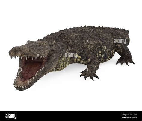 Crocodile anatomy hi-res stock photography and images - Alamy