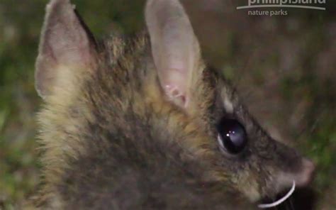 Supporting the Eastern Barred Bandicoot - CWRT