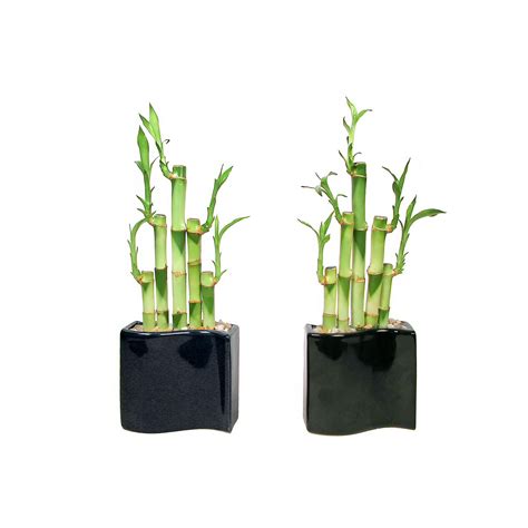 New Wave Vase With Lucky Bamboo Stalks Pack Truck Ltl Shipping