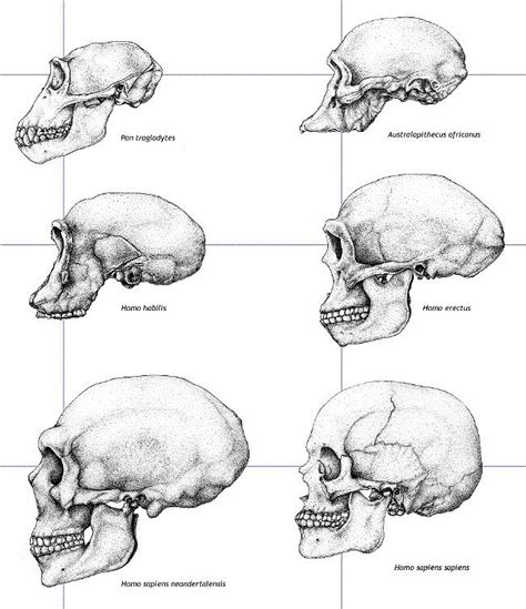 Pin By Maria Antonia On Evoluzione Uomo Human Evolution Evolution