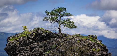 Pine Tree On The Mountain Picture And HD Photos | Free Download On Lovepik