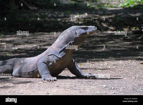 Veleno Del Drago Di Komodo Immagini E Fotografie Stock Ad Alta