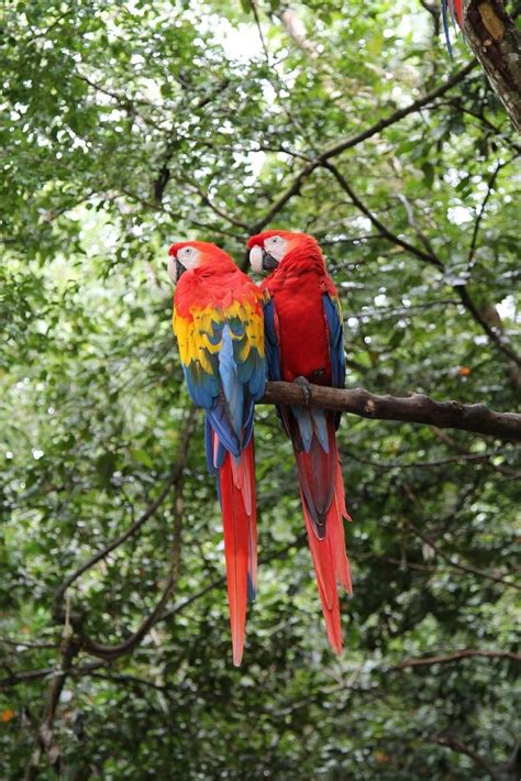 Por Primera Vez En 100 Años Nacen Guacamayas Rojas Silvestres En Argentina Pro Bosque Chapultepec