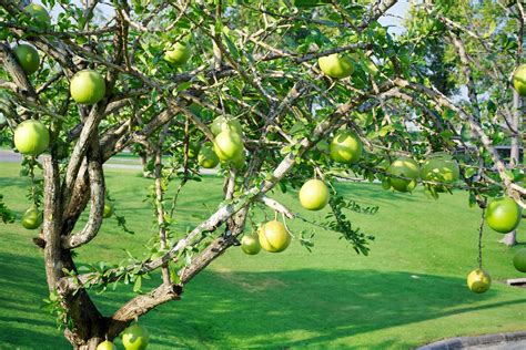 calebasse arbre est une de taille moyenne succulent arbuste à le fin