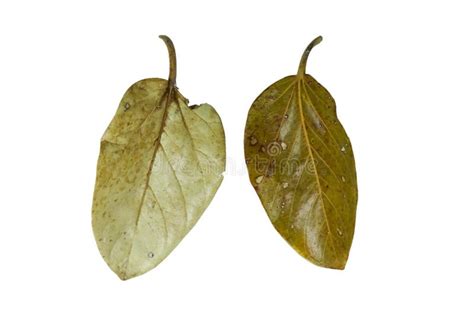 Dried Leaves of Banyan Tree Stock Image - Image of decoration, leaf: 235915427