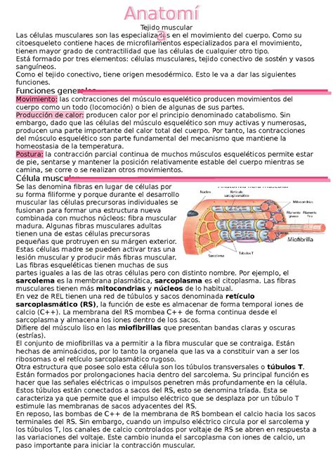 Solution Tejido Muscular Studypool