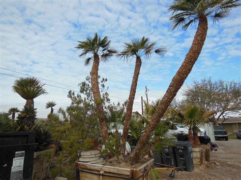 059: 10ft Mediterranean Palm « Affordable Tree Service, Las Vegas, NV