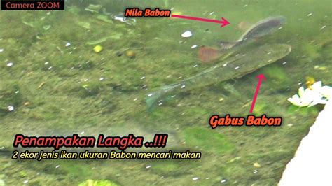 Di Luar Nalarsungai Parit Dangkal Jadi Sarangnya Ikan Gabus Babon