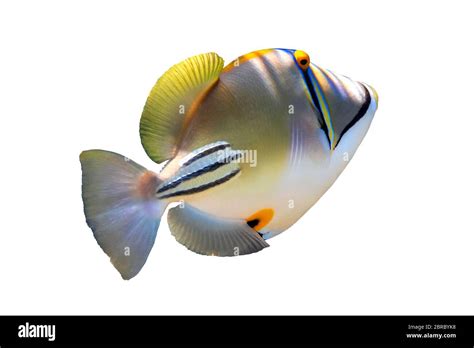 Arabian Picassofish Rhinecanthus Assasi Lagoon Triggerfish Isolated