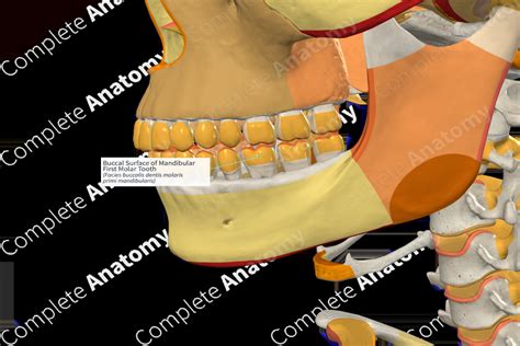 Buccal Surface of Mandibular First Molar Tooth | Complete Anatomy