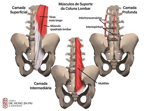Anatomia Das Vertebras Lombares Tudo Sobre A Sua Coluna Vertebral