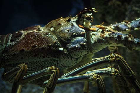 Spiny Lobster Interesting Facts and Photographs | Seaunseen