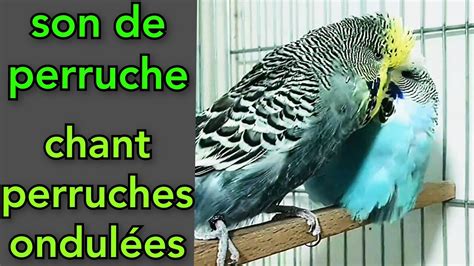 chant perruches ondulées son de perruche perruche ondulée chant