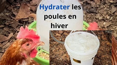 Comment Bien Hydrater Les Poules En Hiver Emp Cher L Eau De Geler