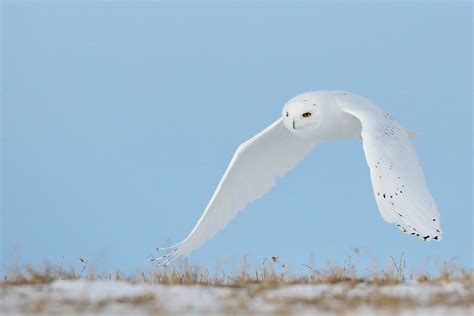 Snowy Owl Flying Wallpaper